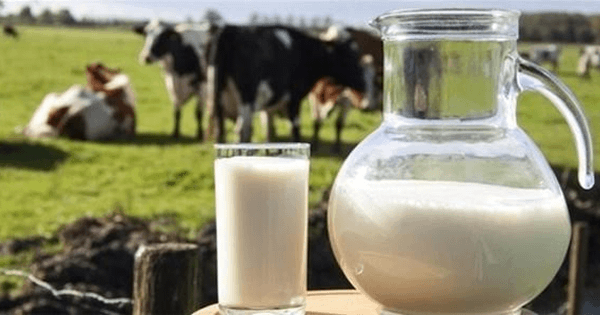 Enfermedades trasmitidas por la leche de vaca Enfermedades trasmitidas por la leche de vaca