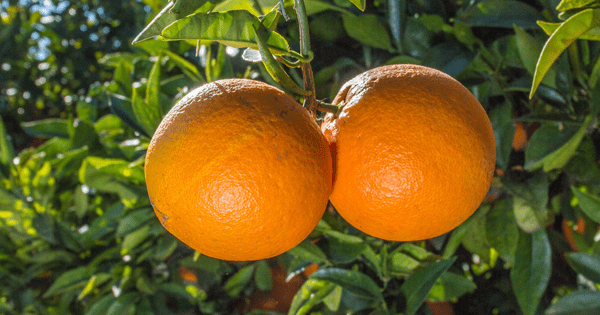 Beneficios de la naranja amarga para perder peso Beneficios de la naranja amarga para perder peso