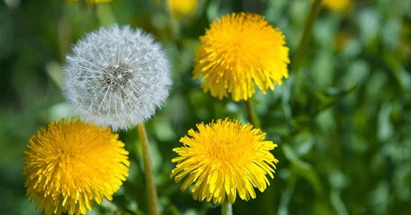 Diente de León Taraxacum Officinale Diente de León Taraxacum Officinale