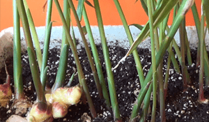 Cultivar jengibre en casa
