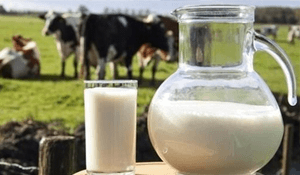 Enfermedades transmitidas por la leche de vaca