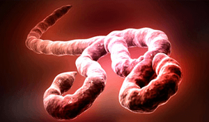 Transmisión del virus Ébola
