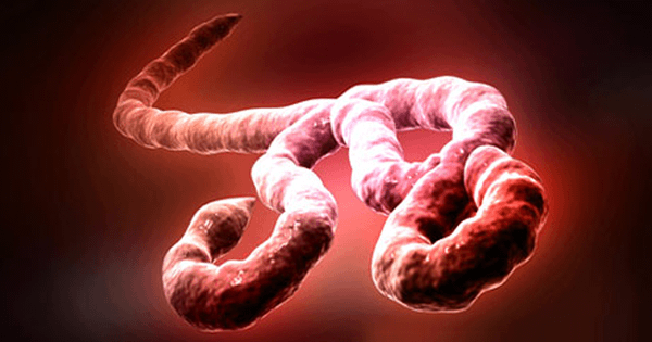 Transmisión del virus Ébola