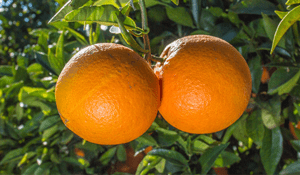 Beneficios de la naranja amarga para perder peso