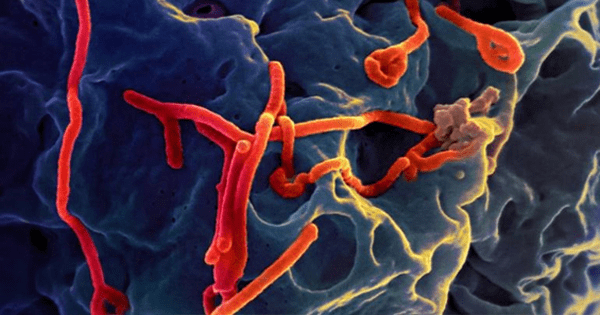 Causas del virus del Ébola