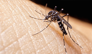 ¿Cómo puedo infectarme con el virus del Zika?